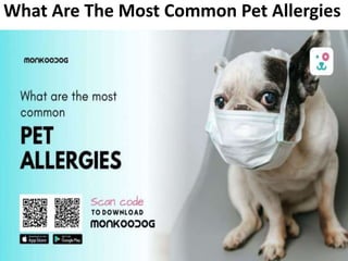 What Are The Most Common Pet Allergies
 