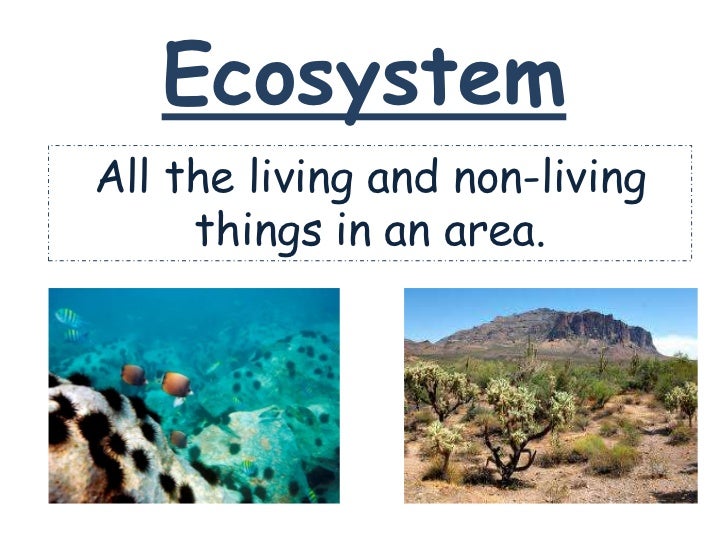 What are the parts of the ecosystem