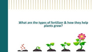 What are the types of fertilizer & how they help
plants grow?
 