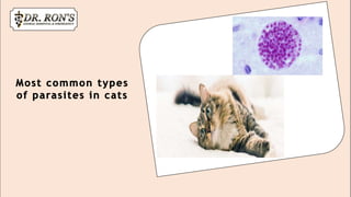 What are the Types of Parasitic Diseases Affecting Cats | PPTX