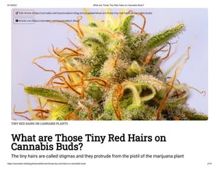 4/13/2021 What are Those Tiny Red Hairs on Cannabis Buds?
https://cannabis.net/blog/strains/what-are-those-tiny-red-hairs-on-cannabis-buds 2/14
TINY RED HAIRS ON CANNABIS PLANTS
What are Those Tiny Red Hairs on
Cannabis Buds?
The tiny hairs are called stigmas and they protrude from the pistil of the marijuana plant
 Edit Article (https://cannabis.net/mycannabis/c-blog-entry/update/what-are-those-tiny-red-hairs-on-cannabis-buds)
 Article List (https://cannabis.net/mycannabis/c-blog)
 