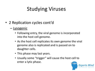 Studying Viruses

• 2 Replication cycles cont’d
  – Lysogenic
     • Following entry, the viral genome is incorporated
       into the host cell genome.
     • As the host cell replicates its own genome the viral
       genome also is replicated and is passed on to
       daughter cells.
     • This phase may last years.
     • Usually some “trigger” will cause the host cell to
       enter a lytic phase.
 