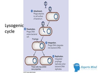 Lysogenic
cycle
 