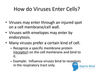 How do Viruses Enter Cells?

• Viruses may enter through an injured spot
  on a cell membrane/cell wall.
• Viruses with envelopes may enter by
  endocytosis.
• Many viruses prefer a certain kind of cell.
  – Recognize a specific membrane protein
    (receptor) on the cell membrane and bind to
    it.
  – Example: Influenza viruses bind to receptors
    in the respiratory tract only.
 