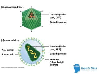 Nonenveloped virus

                      Genome (in this
                      case, DNA)
                      Capsid (protein)




 Enveloped virus

                      Genome (in this
Viral protein         case, RNA)

Host protein          Capsid (protein)

                      Envelope
                      (phospholipid
                      bilayer)
 