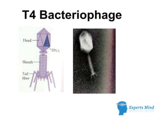 T4 Bacteriophage
 