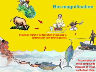 Bio-magnification Accumulation of these compounds increases as we go up the food chain. Organisms higher in the food chain are exposed to  contamination from different sources. 