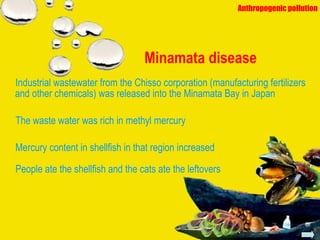 Minamata disease Industrial wastewater from the Chisso corporation (manufacturing fertilizers and other chemicals) was released into the   Minamata Bay in   Japan The waste water was rich in methyl mercury Mercury content in shellfish in that region increased People ate the shellfish and the cats ate the leftovers Anthropogenic pollution 