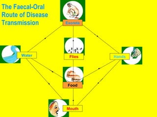 The Faecal-Oral Route of Disease Transmission Food Excreta Hands Water Flies Mouth 