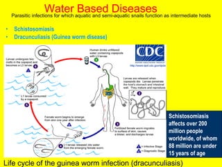 Water based diseases Schistosomiasis Dracunculiasis (Guinea worm disease) Life Cycle of guinea worm infection  Schistosomiasis affects over 200 million people worldwide, of whom 88 million are under 15 years of age  Water Based Diseases Life cycle of the guinea worm infection (dracunculiasis) Parasitic infections for which aquatic and semi-aquatic snails function as intermediate hosts 