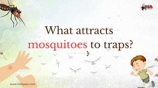 What attracts
mosquitoes to traps?
www.mdkpest.com
 
