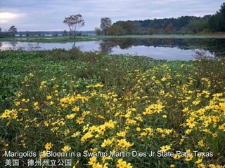 Marigolds in Bloom in a Swamp Martin Dies Jr State Park Texas 美国：德州州立公园 