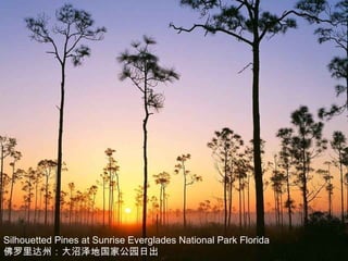 Silhouetted Pines at Sunrise Everglades National Park Florida 佛罗里达州：大沼泽地国家公园日出 