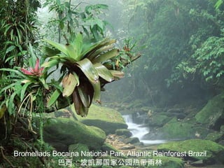 Bromeliads Bocaina National Park Atlantic Rainforest Brazil 巴西：波凯那国家公园热带雨林 