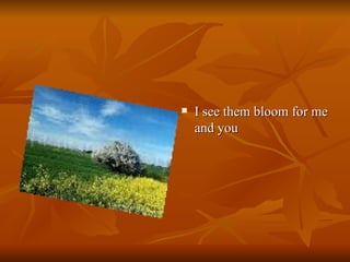 I see them bloom for me and you  