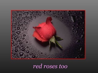 red roses too 