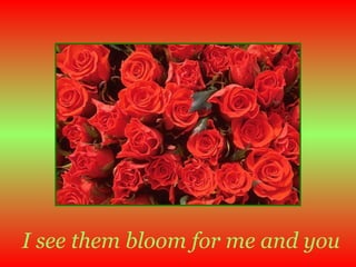 I see them bloom for me and you 