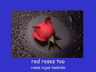 red roses too rosas rojas también 
