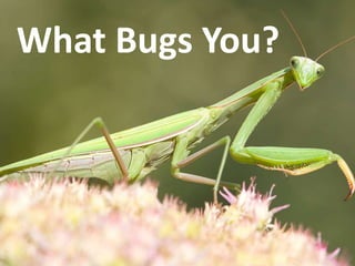 What Bugs You?
 