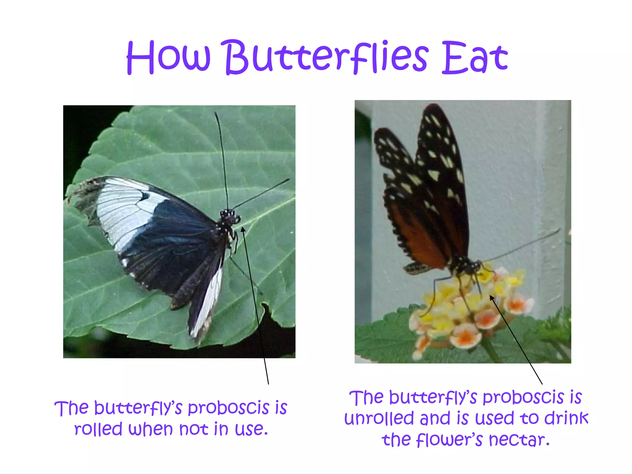 What Butterflies Eat | PPTX