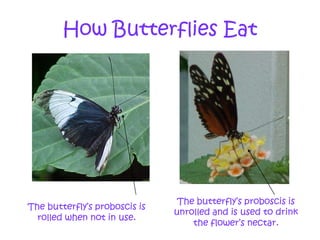 How Butterflies Eat The butterfly’s proboscis is unrolled and is used to drink the flower’s nectar. The butterfly’s proboscis is rolled when not in use. 