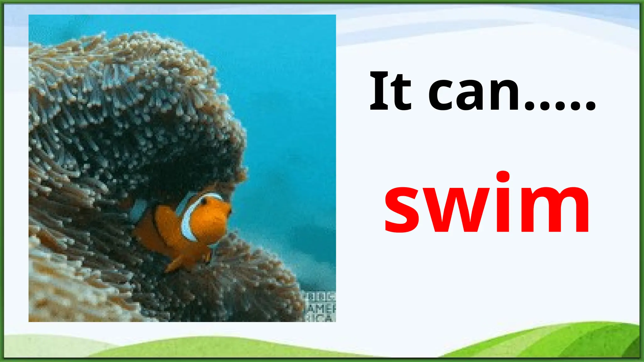 swim
It can.....
 