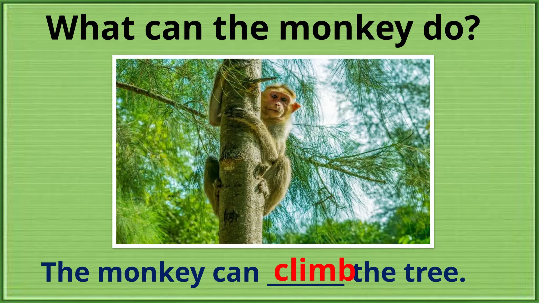 What can the monkey do?
The monkey can _______ the tree.
climb
 