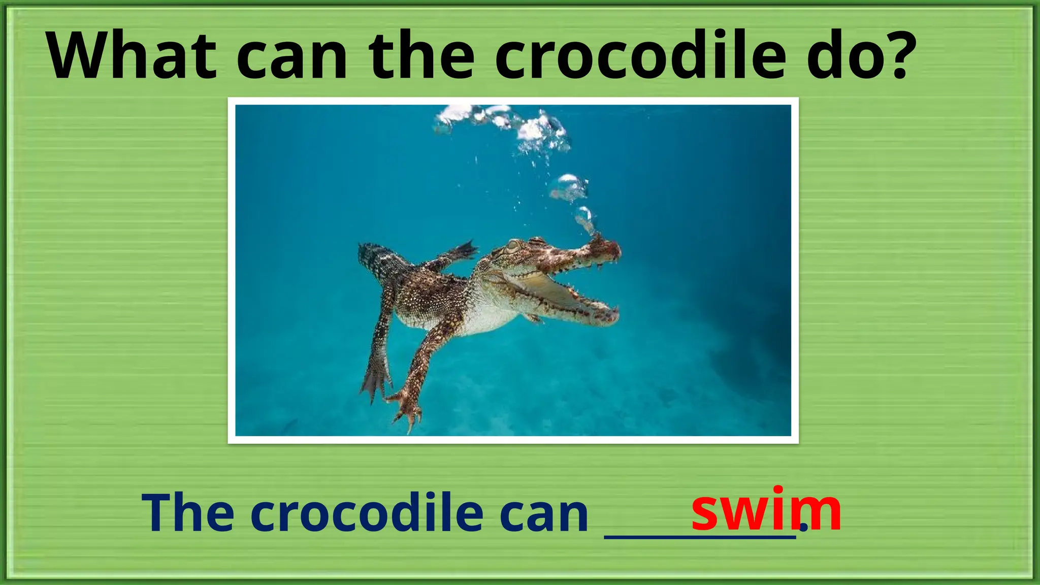 What can the crocodile do?
The crocodile can _________.
swim
 