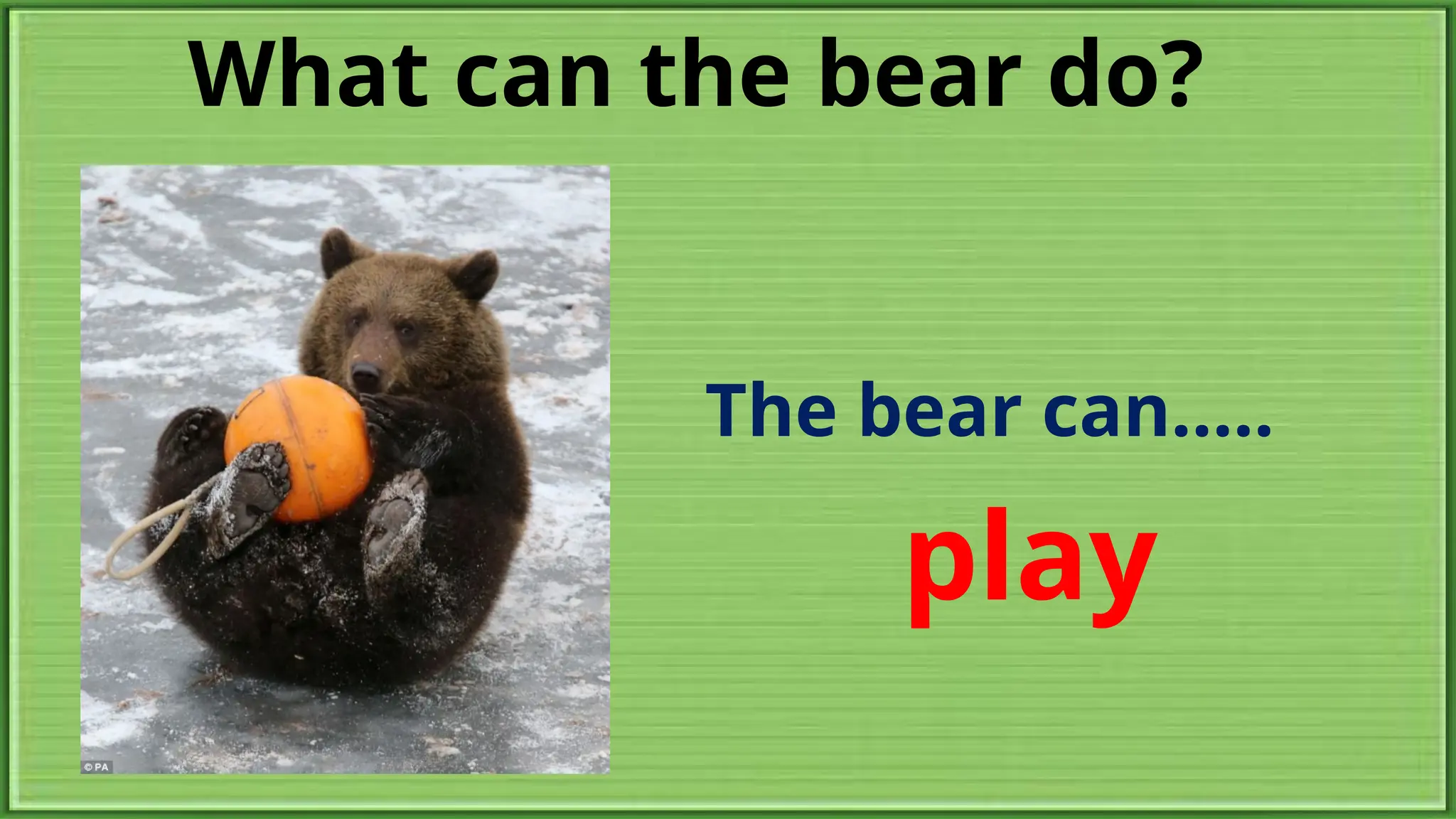What can the bear do?
The bear can.....
play
 
