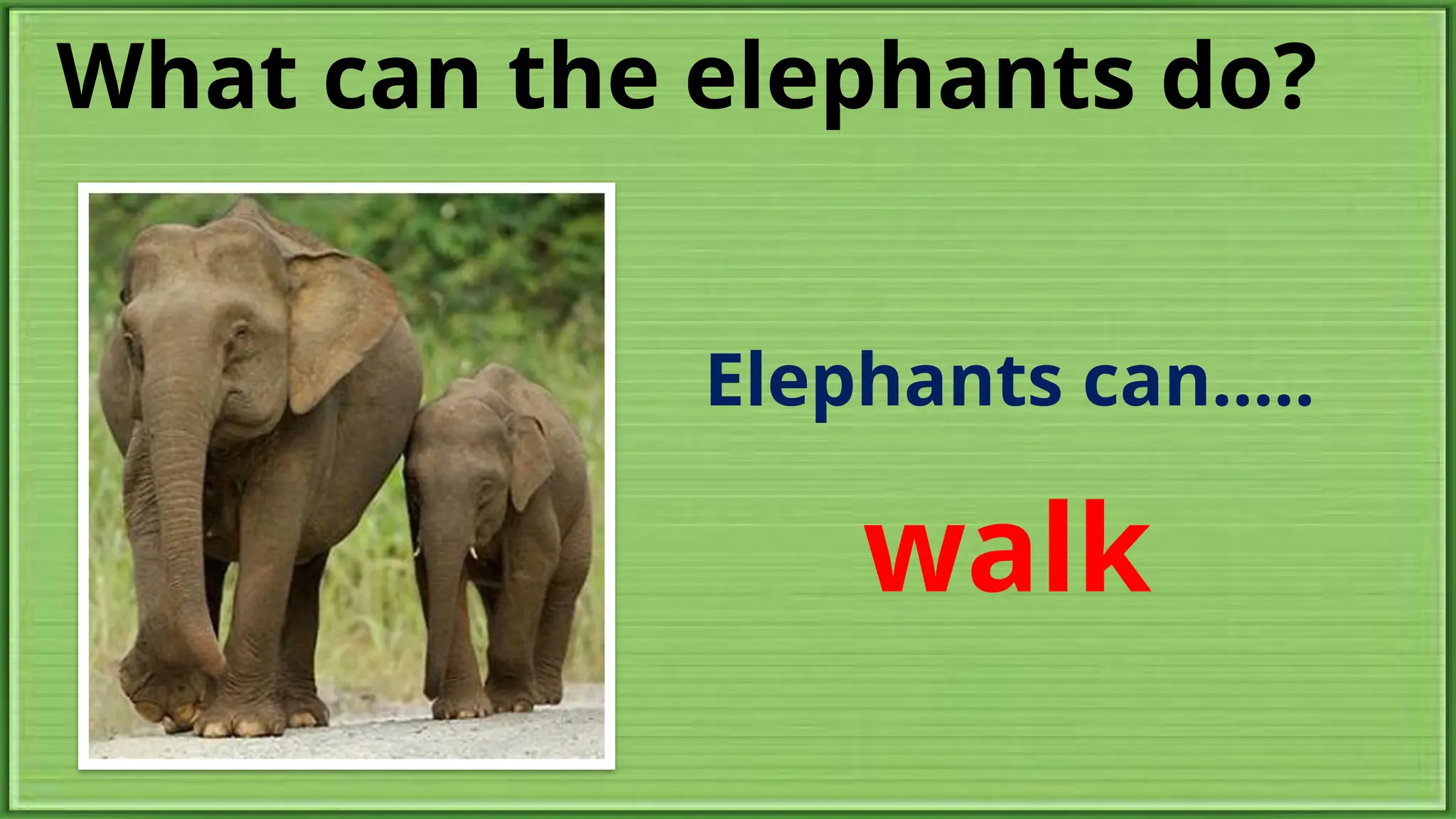 What can the elephants do?
Elephants can.....
walk
 