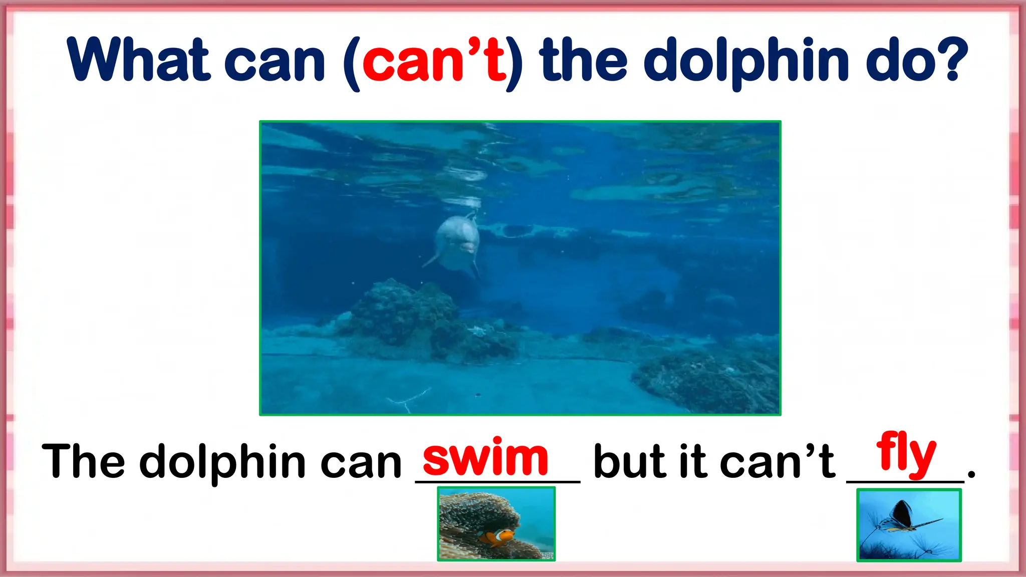 swim fly
What can (can’t) the dolphin do?
The dolphin can _______ but it can’t _____.
 
