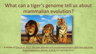 What can a tiger’s genome tell us about
mammalian evolution?
A review of Cho, et al. 2013. The tiger genome and comparative analysis with lion and snow
leopard genomes. Nature. 4:2433. by Courtney Dunn
 