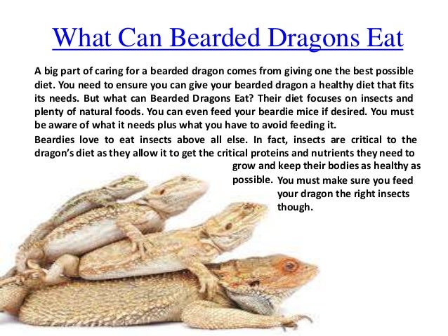 What Kind Of Food Do Bearded Dragons Eat What Kind Of Food Do Bearded Dragons Eat