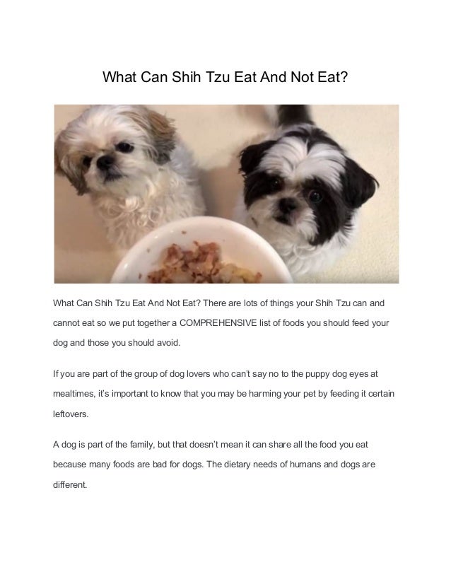 shih tzu can eat rice