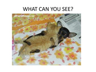 WHAT CAN YOU SEE? 