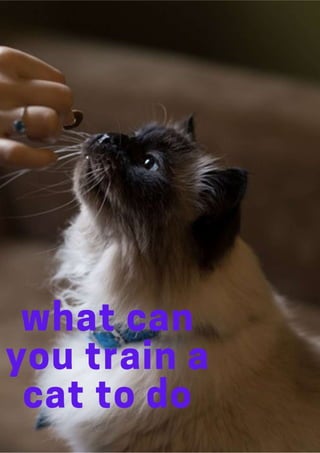 What can you train a cat to do