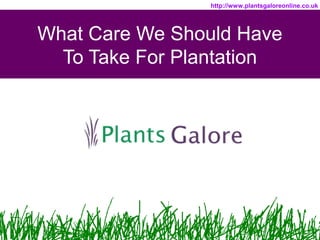 http://www.plantsgaloreonline.co.uk 
What Care We Should Have 
To Take For Plantation 
 