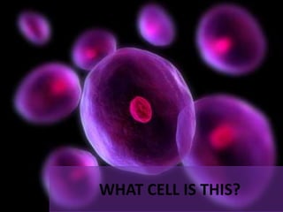 WHAT CELL IS THIS?
 