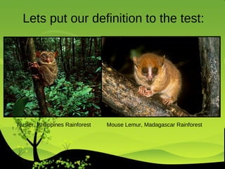 Lets put our definition to the test: Tarsier, Philippines Rainforest  Mouse Lemur, Madagascar Rainforest 