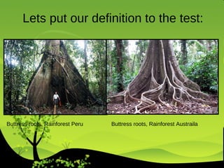Lets put our definition to the test: Buttress roots, Rainforest Peru  Buttress roots, Rainforest Austraila 