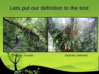 Lets put our definition to the test: Epiphytes, Ecuador  Epiphytes, Indonesia 