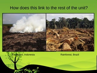 How does this link to the rest of the unit? Rainforest, Indonesia  Rainforest, Brazil 