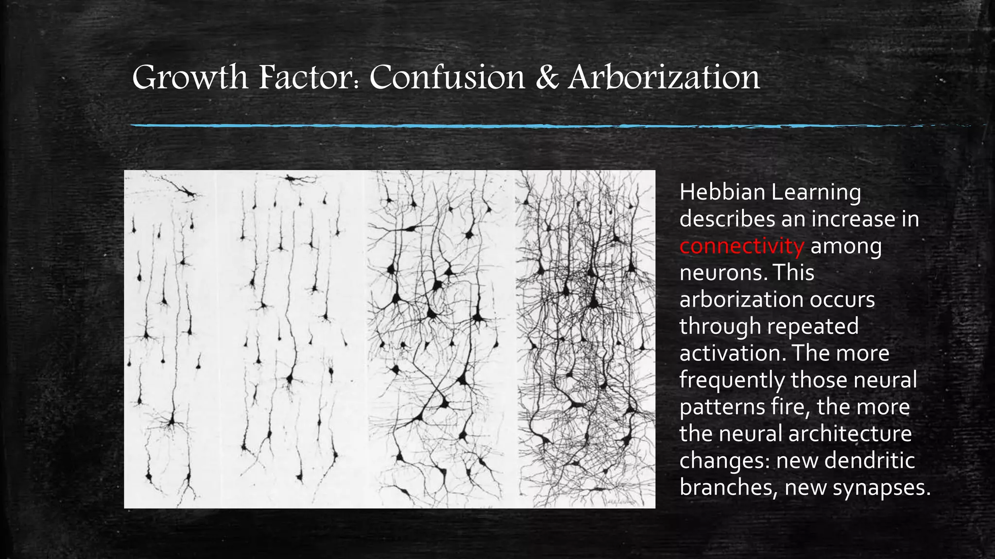 Growth Factor: Confusion & Arborization
Hebbian Learning
describes an increase in
connectivity among
neurons.This
arborization occurs
through repeated
activation.The more
frequently those neural
patterns fire, the more
the neural architecture
changes: new dendritic
branches, new synapses.
 