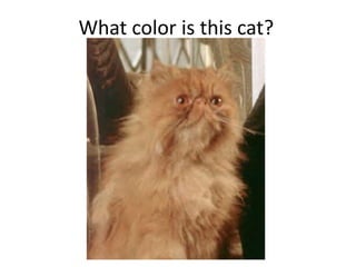 What color is this cat?
 
