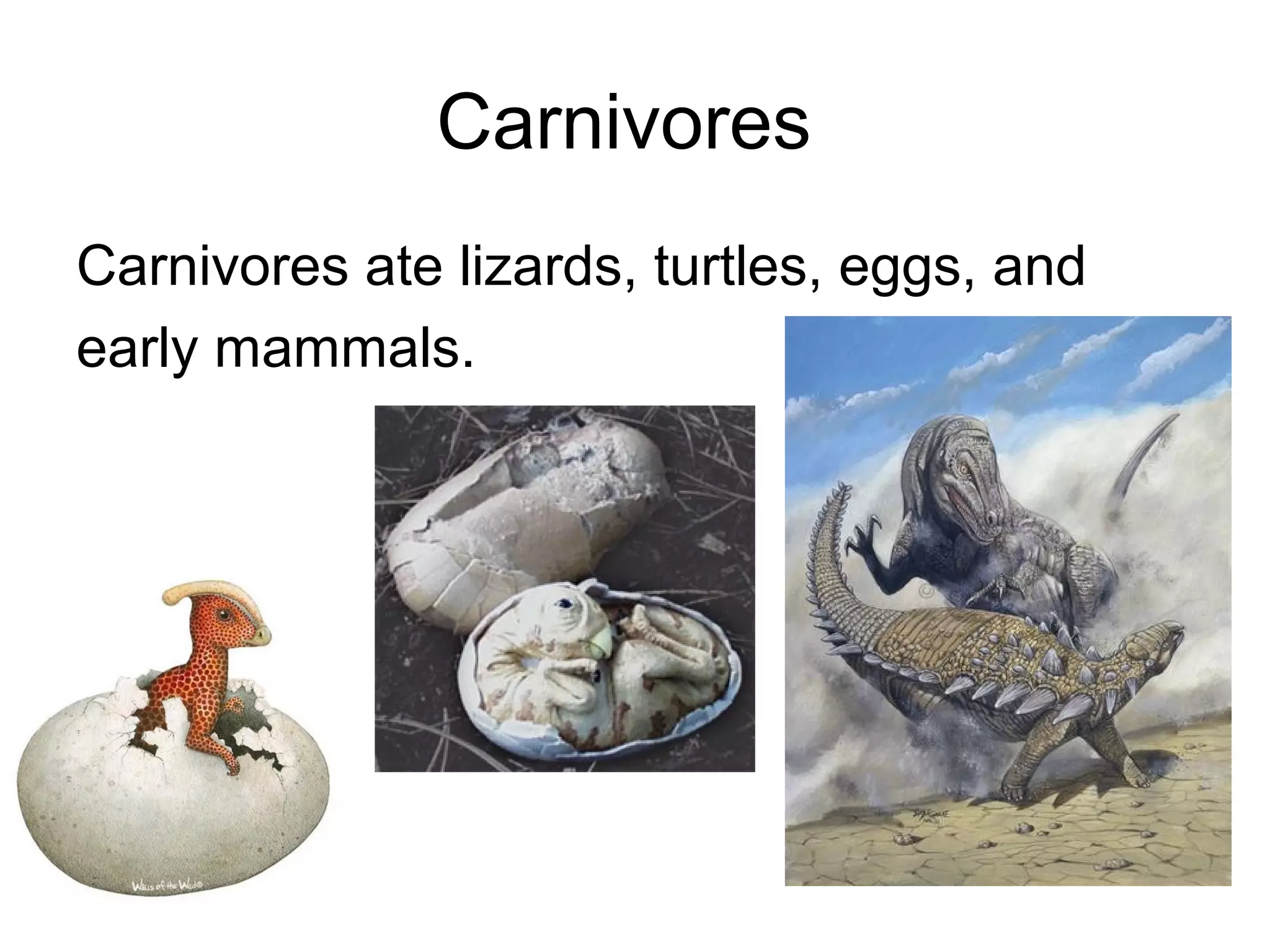 Carnivores
Carnivores ate lizards, turtles, eggs, and
early mammals.
 