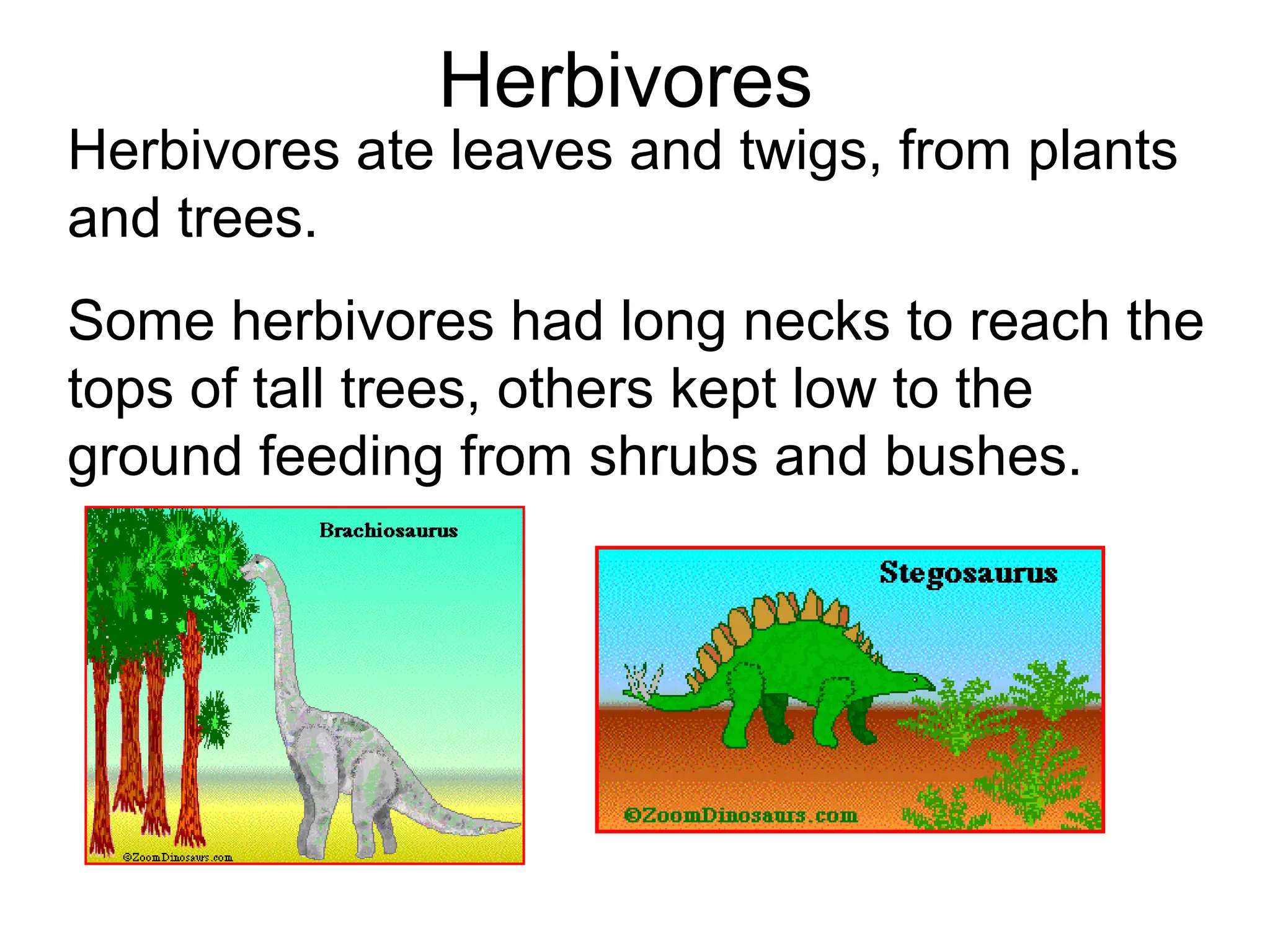 Herbivores
Herbivores ate leaves and twigs, from plants
and trees.
Some herbivores had long necks to reach the
tops of tall trees, others kept low to the
ground feeding from shrubs and bushes.
 