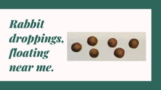 Rabbit
droppings,
floating
near me.
 