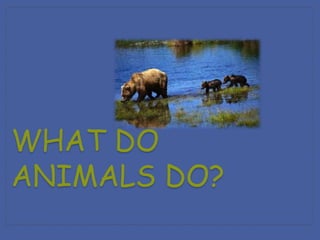 WHAT DO 
ANIMALS DO? 
 