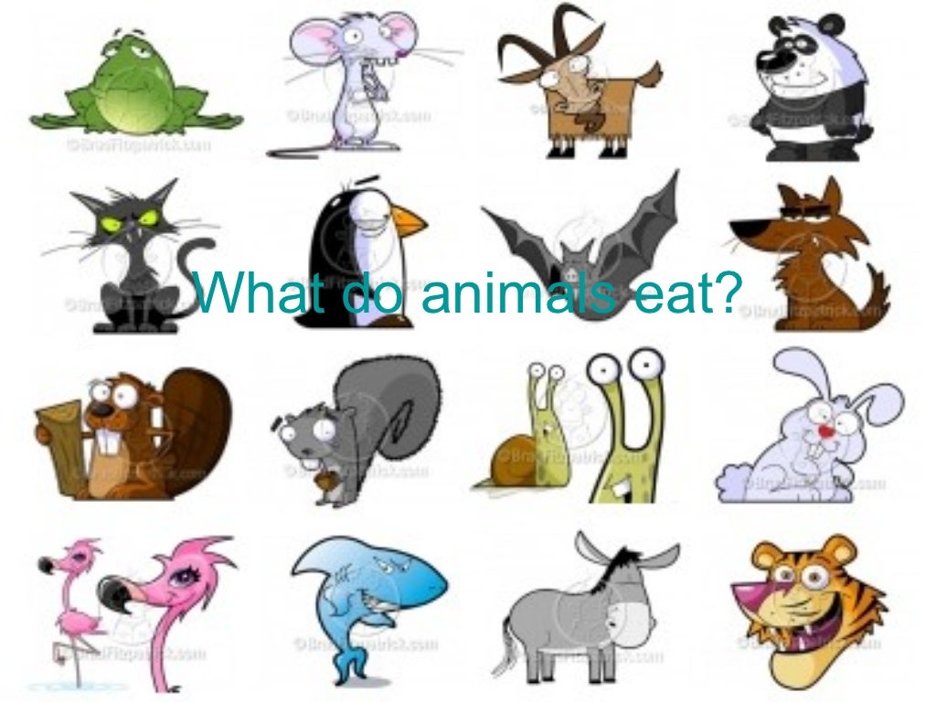 What do animals eat