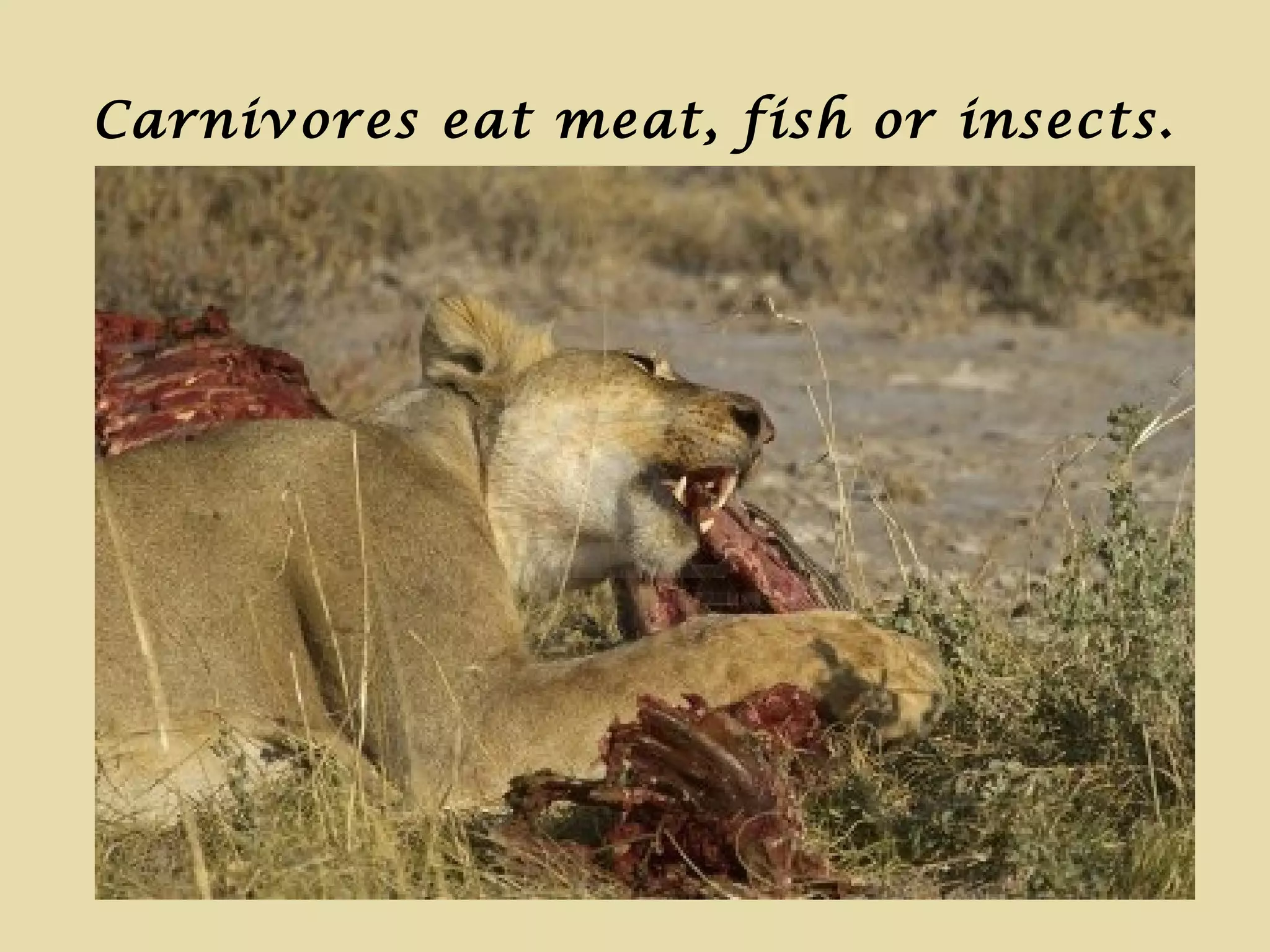 Carnivores eat meat, fish or insects.